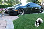 The G... and the Dog-car-dog.jpg