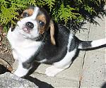 anyone wants pure beagle male puppy?-cute-pup.jpg