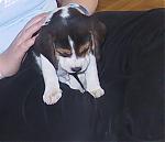 anyone wants pure beagle male puppy?-puppy2.jpg