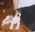 anyone wants pure beagle male puppy?-puppy3.jpg