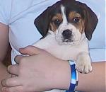 anyone wants pure beagle male puppy?-puppy4.jpg