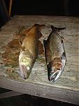 Sick of Rain!!!!!!!!!!!!!-walleye-salmon.jpg