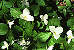 Sure sign of Spring-trilliums.jpg