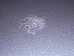 Bird Poop etching-etch.jpg