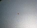 Scratch repair?-brow-close.jpg
