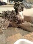 Vote for our puppy!-cali-1.jpg