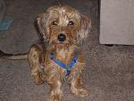Help needed ASAP, need a dog sitter for a little dog North Dallas-39693_1484426904578_1051023773_31417009_3208864_n.jpg