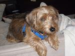 Help needed ASAP, need a dog sitter for a little dog North Dallas-39693_1484426944579_1051023773_31417010_2119135_n.jpg