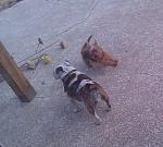 Help needed ASAP, need a dog sitter for a little dog North Dallas-191386_1815536982123_1051023773_32016442_268480_o.jpg