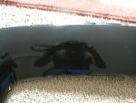 Coupe Spoiler-p1020024.jpg