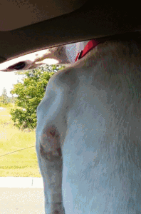 Anything Seibon sale!!! @ THMotorsports! Free shipping in the USA!-xwdugus.gif