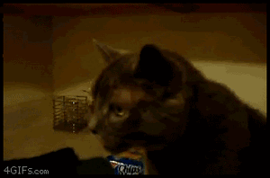 Happy New Year January Florcal Thread-55a0frr.gif