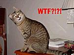 Nissan 370z?-wtf-cat.jpg