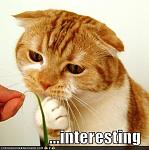 What I Hate About The G35...Rant-funny-pictures-interesting-cat.jpg