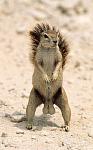 lol fail...-squirrel_nuts.jpg