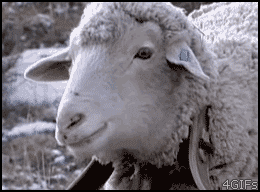 Name:  otFMd.gif
Views: 33
Size:  1.95 MB
