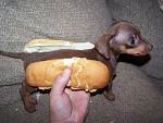 Im Pissed!!!!!-hot-dog-puppy-hotdog-bun.jpg