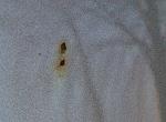 First signs of rust-g35_rust.jpg
