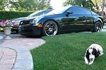 who has the hottest black g35 coupe??!!!-car-dog.jpg