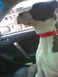 Pups in your G-murphy2.jpg