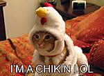 South Bay Mini Meets-stupid-cat-chicken-costume.jpg