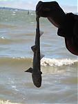 Anyone into fishing?-shark.jpg