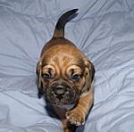 Puggle Breeders!-puplifepage3_303x300.jpg