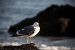 Tamron 70-300mm VC f/4.0-5.6 for Canon-birdfb.jpg