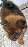 Pom Puppies!!-dscn1332.jpg