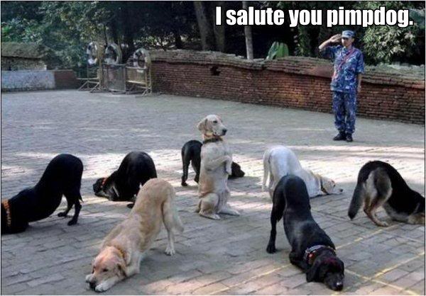 Name:  pimpdog.jpg
Views: 101
Size:  51.2 KB