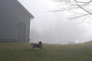 Foggy Morning Photos.-dsc_0066.jpg
