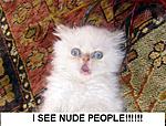 Random Pix: Your G, girl, toys, yourself, etc.-crazycat.jpg