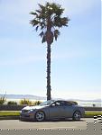 Pics of my Ride-palm-tree-4.jpg