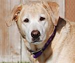 Some dog pics-nikon-trial-031-c.jpg