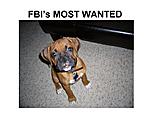 Some dog pics-fbiis-most-wanted.jpg