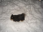 Some pics from yesterdays Snow Storm in Seattle-2.jpg