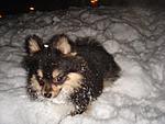 Some pics from yesterdays Snow Storm in Seattle-4.jpg