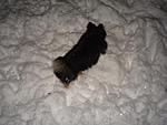 Some pics from yesterdays Snow Storm in Seattle-5.jpg