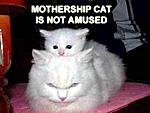 just got done pimpin my car out-mothershipcat.jpg