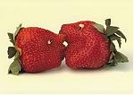 Food Fun-image024.jpg
