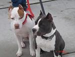 Pics of my (2) Girls!-lilo-stitch.jpg