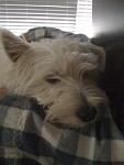 Little Coco (In Loving Memory)-picture-014.jpg