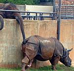 Finally got my first speeding ticket :)-rino-elephant.jpg