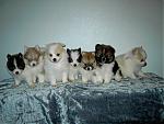 Checkout my new addition to the family-pups_073.jpg