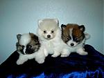 Checkout my new addition to the family-pups_075.jpg