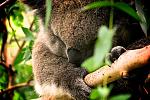 HD Video of my G35 / Special Agency Meet-koala.jpg